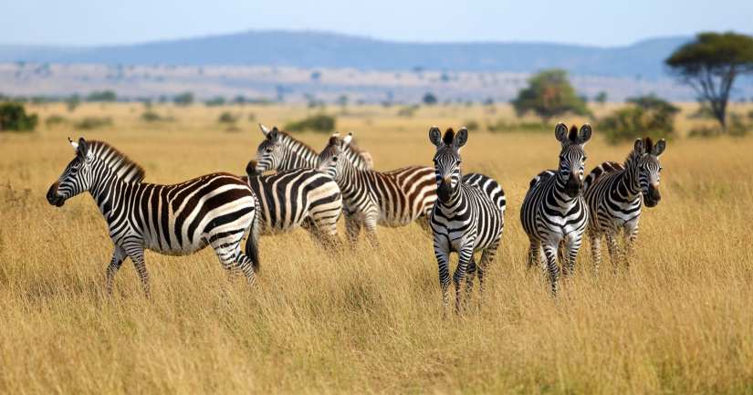 Zebra Quiz