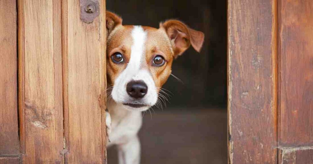 What Guard Dog Is Right For Me Quiz