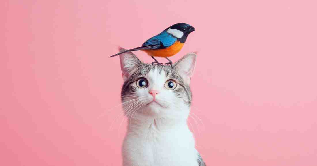 What House Pet Am I Quiz
