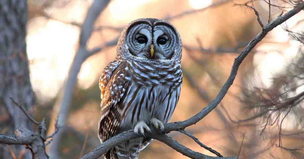 What Owl Are You Quiz