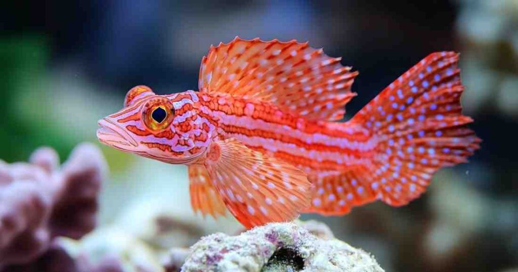 What Saltwater Fish Am I Quiz