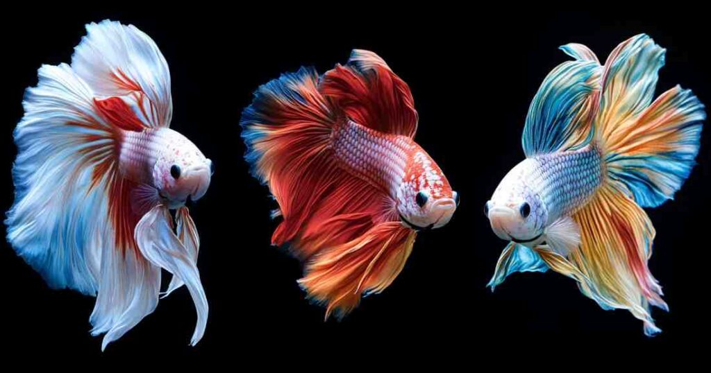 What Should I Name My Betta Fish Quiz