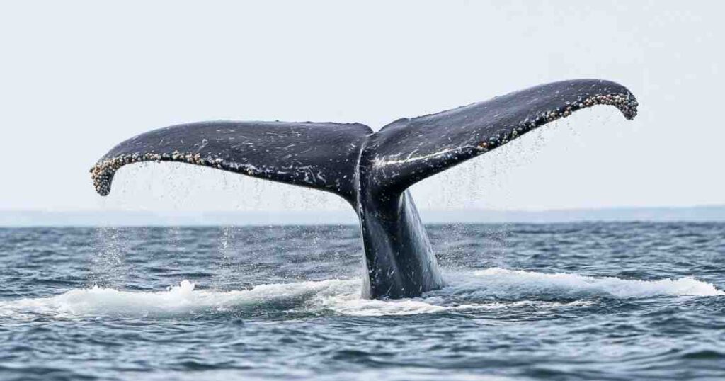 What Whale Are You Quiz