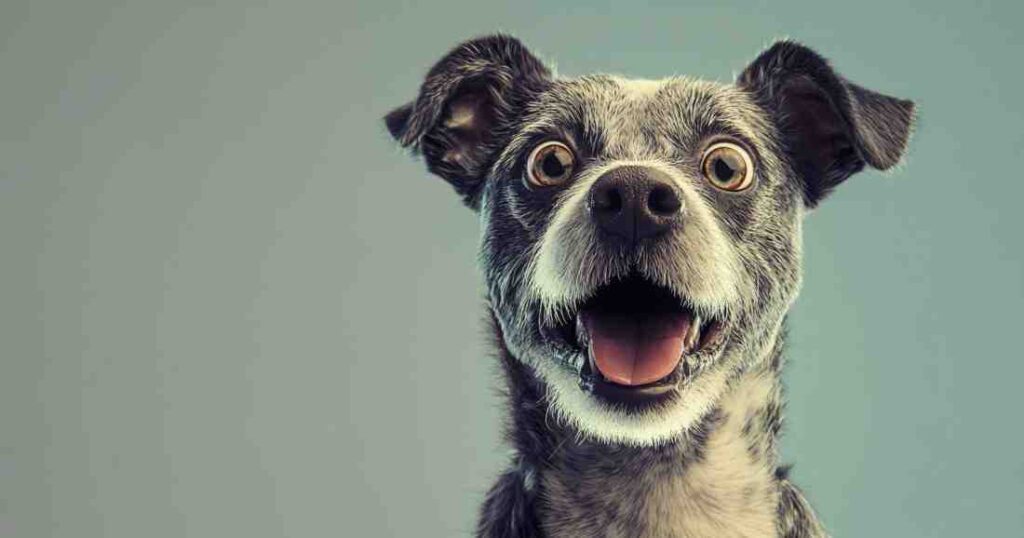What Would I Look Like As A Dog Quiz