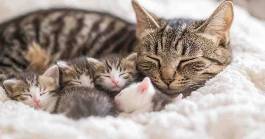 When Will My Cat Give Birth Quiz